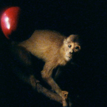 João Maria Gusmão, Pedro Paiva, „Jabłko Darwina, małpa Newtona”, 2012, film 16 mm, z kolekcji Muzeum Sztuki w Łodzi