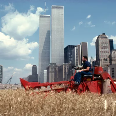 Agnes Denes, "Wheatfield - A Confrontation: Battery Park Landfill, Downtown Manhattan - The Harvest", 1982